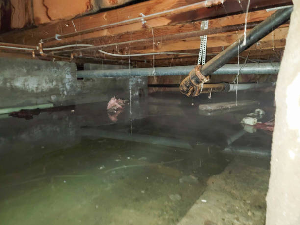 Best Water damage cleanup near me  in Minier, IL