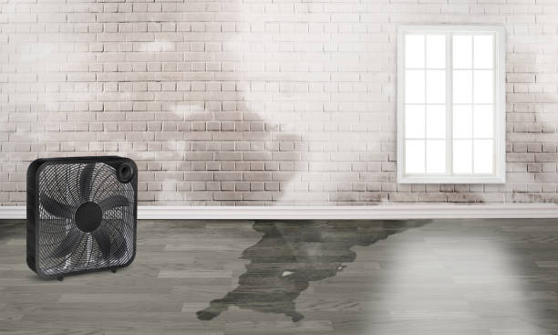 Best 24-hour water damage restoration  in Minier, IL